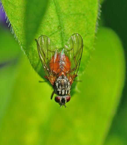 Phaonia bitincta